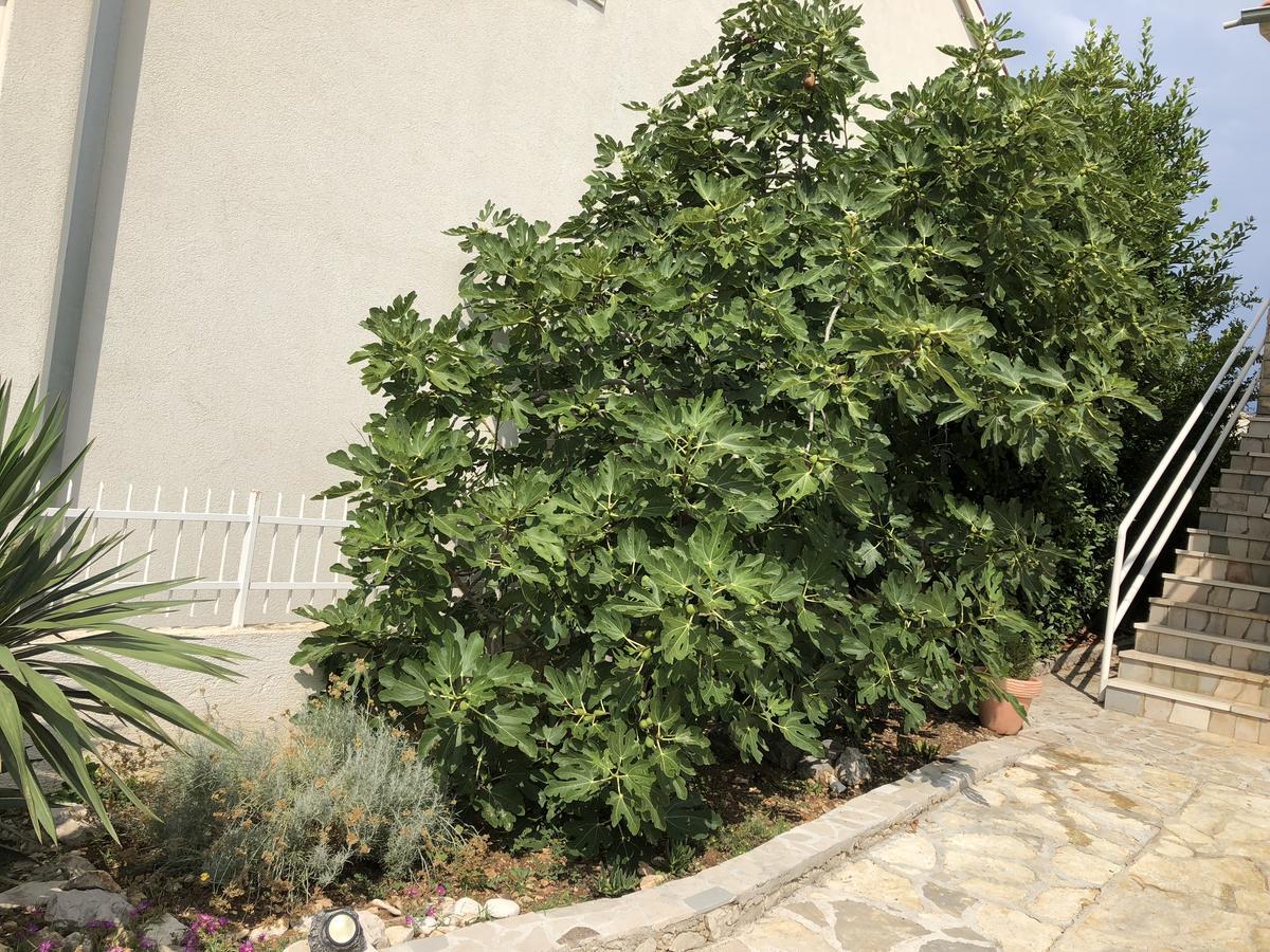Apartmani Zvijezda Рогозница Екстериор снимка